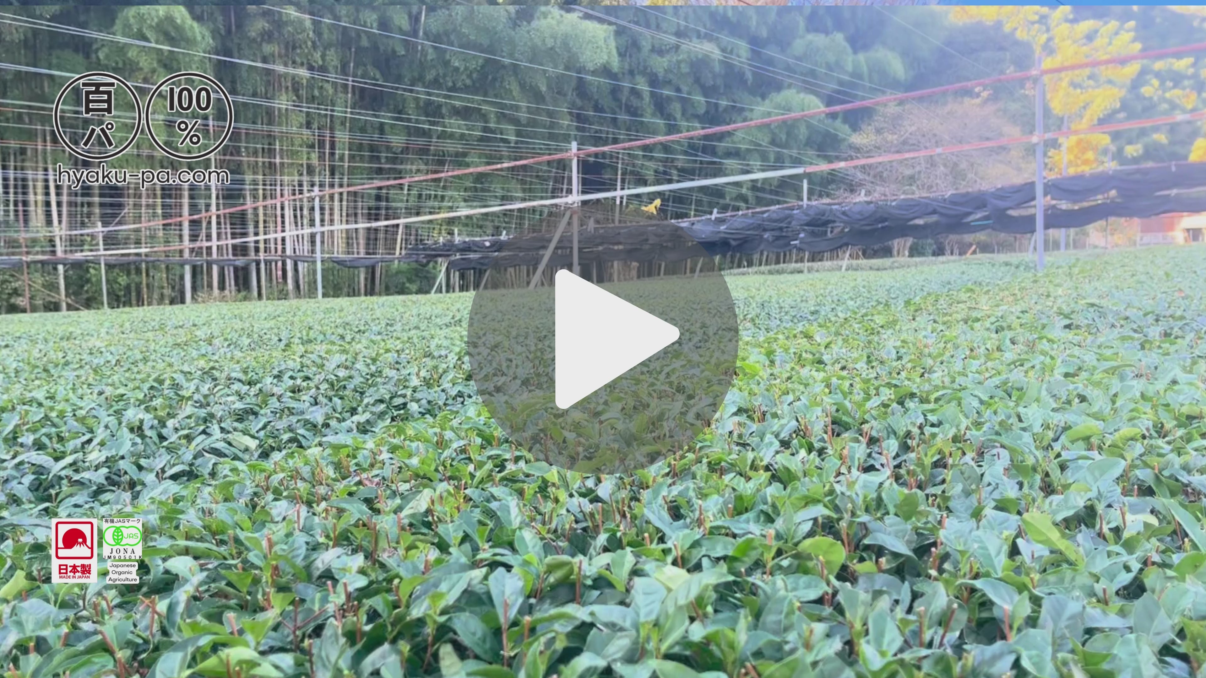 百パ ノー・ブリュー・オチャ 急須いらずお茶 – HYAKU-PA NO BREW OCHA